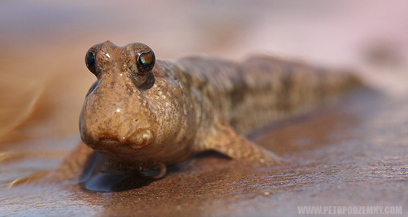 Periophthalmus Barbarus