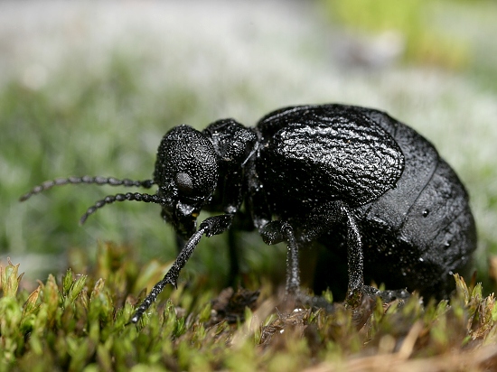A Beetle