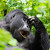 Fotografování goril horských se Sony FE 70-200 mm f/2.8 GM II OSS