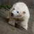 Malá samička ledního medvěda