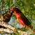 Mr & Mrs Cardinal