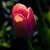 Tulipán v odpoledním slunci