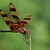 Eastern Amberwing