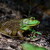 Green Frog