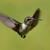 Ruby Throated Hummingbird II.