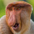 Proboscis Monkey | Kahau nosatý