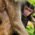 Thajsko | mladý makak u matky