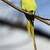 Rose-ringed parakeet