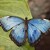 Morpho peleides