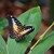 Parthenos sylvia