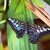 Parthenos sylvia