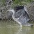 Ardea cinerea