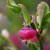 Vaccinium myrtillus