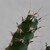 Kaktus z prérie