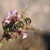 Včela zemná 2