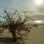 plážový strom
