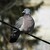 holub hřivnáč