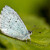 Motýl modrý