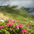 Alpy kvetoucí
