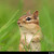 Eastern Chipmunk (Tamias striatus)