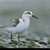 Jespak pisecny (CZ), Pobreznik belavy (SK) (Calidris alba)