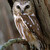 Saw-whet Owl (Aegolius acadicus)