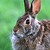 Eastern Cottontail (Sylvilagus floridanus)