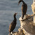 Kormoran (Phalacrocorax auritus)