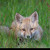 Liska obycajna (mlada) (Vulpes vulpes)