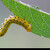 Pilatka jasenova?/Mountain Ash Sawfly (Pristiphora geniculata)