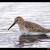 Pobreznik ciernozoby/Jespak obecny (Calidris alpina)