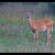 Jelenik bielochvostý/Jelenec běloocasý (Odocoileus virginianus)