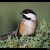 Black-capped Chickadee (Parus atricapilla)