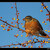 American Robin (Turdus migratorius)