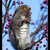 Veverica, Eastern Gray Squirrel (Sciurus carolinensis)