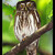 Kulisek nejmensi/Kuvicok vrabci (Glaucidium passerinum)