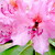 rhododendron