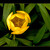 Žlutý tulipán