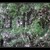 Chmýřolapka proměnlivá (Lapsus variegatum)