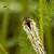 Glanville Fritillary (Melitaea cinxia) [Hnedacik mriezkovany]