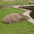 Kapybara- ZOO Jihlava