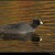 Common Coot (Fulica atra) [lyska cierna]