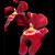 .....::MILTONIA::.....