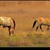 Przewalski horse (Equus ferus przewalskii)