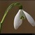 Snowdrop (galanthus nivalis) [snezienka]