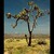 Joshua Tree