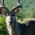 Kudu