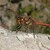 Sympetrum striolatum