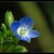 Blue flower