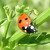 Coccinella 7-punctata